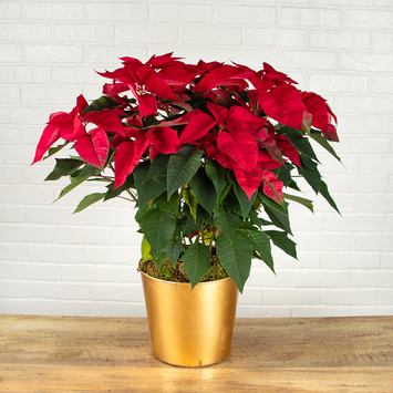 Poinsettias & Plants