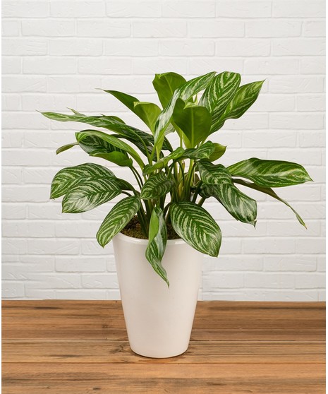 Chinese Evergreen
