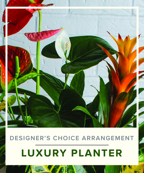 Designer's Choice - Luxury Planter