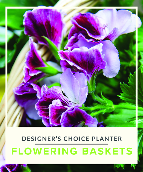 Designer's Choice - Flowering Plant Basket