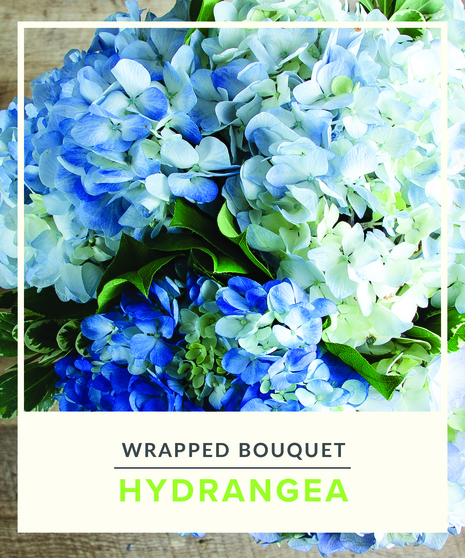 Hydrangeas - Wrapped Bouquet