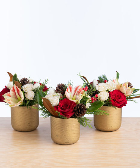 Season’s Greeting Trio