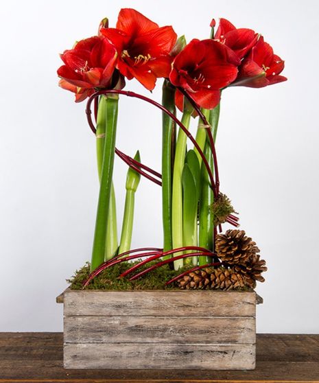 Amaryllis Double Garden