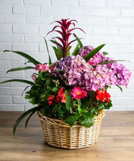 Bromeliad Burst