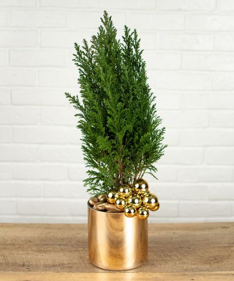Cedar Tree