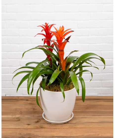 Single Stem Bromeliad Plant in White Pot