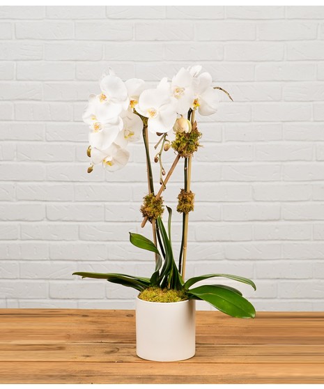 White Double Stem Orchid Plant