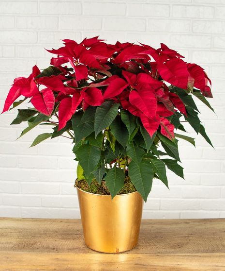 Large Red Poinsettia