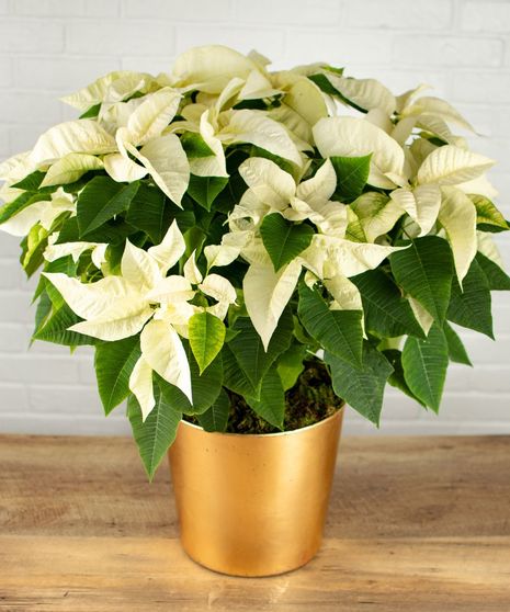 Large White Poinsettia