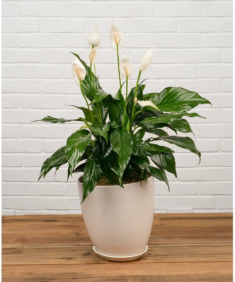 Peace Lily