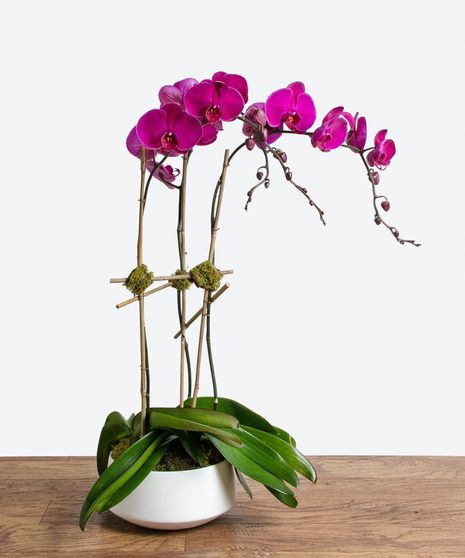 Pink Triple Stem Orchid Plant