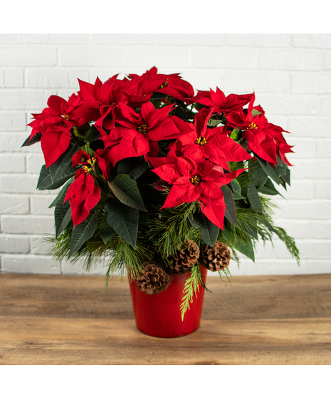Red Poinsettia