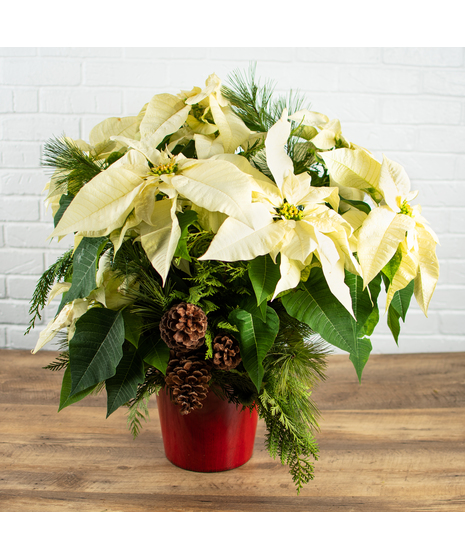 White Poinsettia