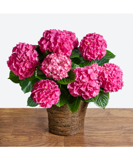 Pink Hydrangea Basket