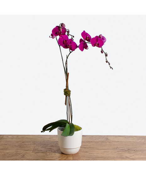 Pink Double Stem Orchid Plant