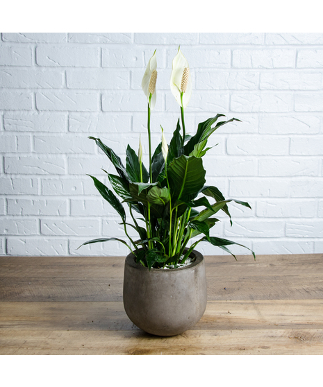 Peace Lily in Sleek Pot