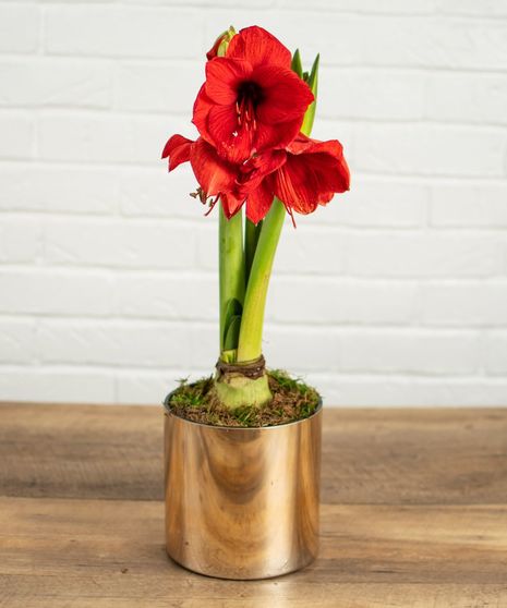 Red Amaryllis