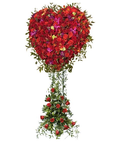 Rose D'Alba