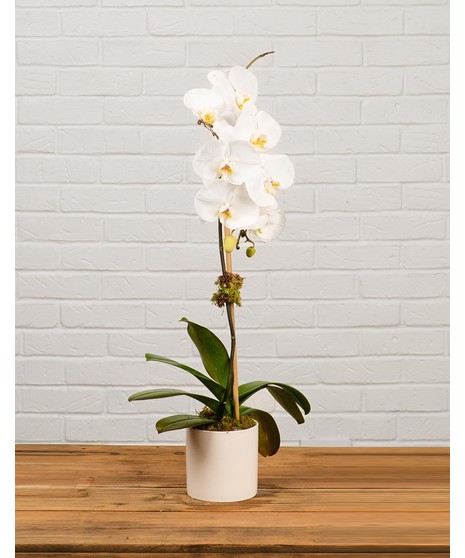 White Single Stem Orchid Plant