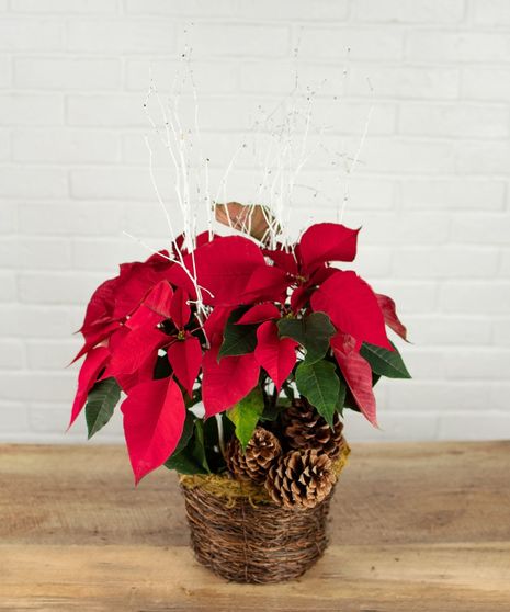 Small Red Poinsettia