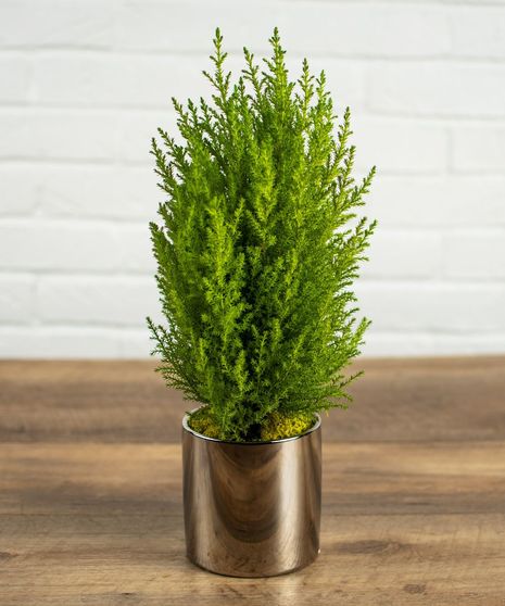 Spruce Tree