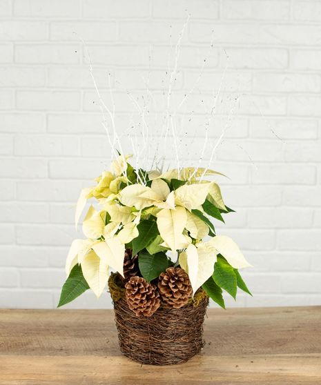 Small White Poinsettia