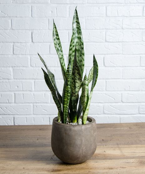 Snake Plant