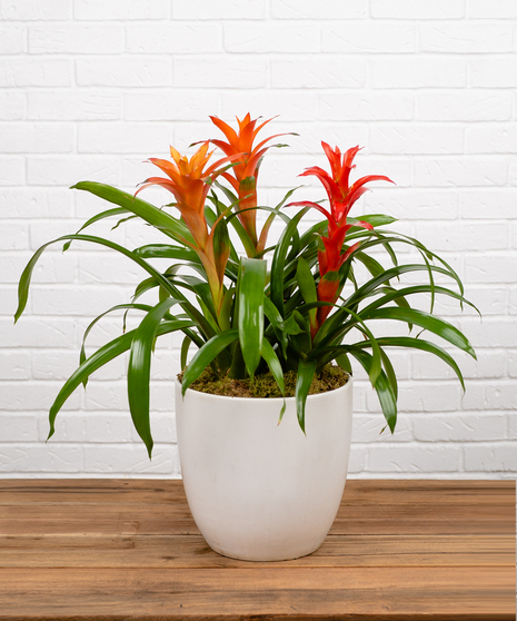 Single Stem Bromeliad Plant in White Pot