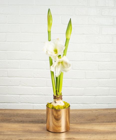 White Amaryllis