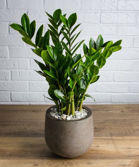 Green Plants