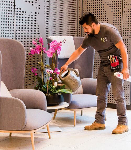 Having placed the orchids on the vacant table, our engineer dutifully waters the new installation