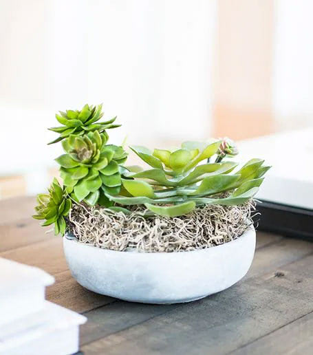 Succulents stretch for sunlight in a small vase atop a wooden tabletop